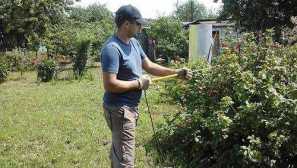 Phytodeterm как да се размножават от